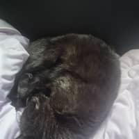 Photo of Luna U2026108
