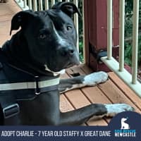Photo of Charlie   7 Year Old Staffy X Great Dane 