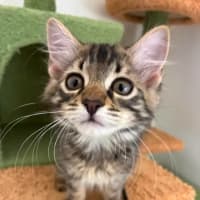 Photo of Scout