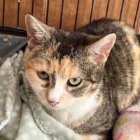 Photo of Peach