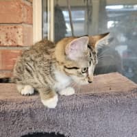 Photo of Greta **2nd Chance Cat Rescue**