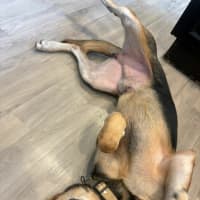 Photo of Thor
