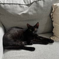 Photo of Vader