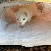 Photo of Sid & Digby