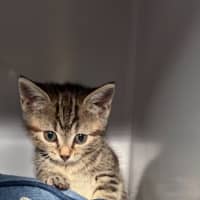 Photo of Clover