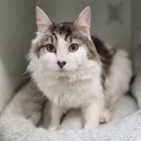 Photo of Zorro