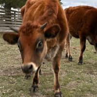 Photo of Biscuit, Bernard & Franklin