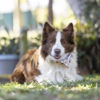 Photo of Oscar Pawastri