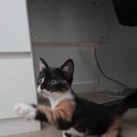 Photo of Skye