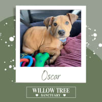 Photo of Oscar
