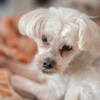 Photo of Wally And Ollie Peggotty