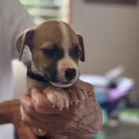 Photo of Bodhi