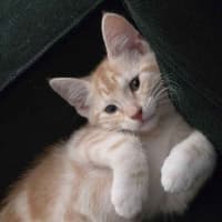 Photo of Barley Sugar