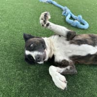 Photo of Rosie Imp 1897