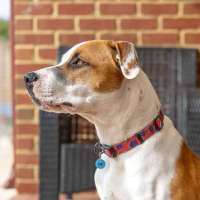Photo of Rusty