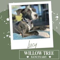 Photo of Lucy
