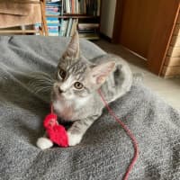 Photo of Cherry Bomb