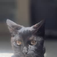 Photo of Francis (9188)