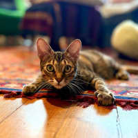 Photo of Treat   Located In Brunswick East