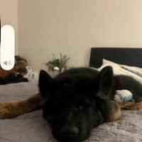 Photo of Bear