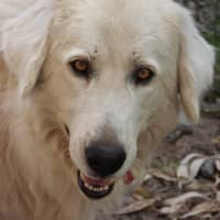 Photo of Lucy