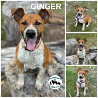 Photo of Ginger 