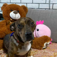 Photo of Tucker   2 Year Old Dachshund X Staffy