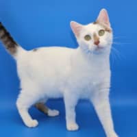 Photo of Enzo  Available At Pet Quarters Belmont