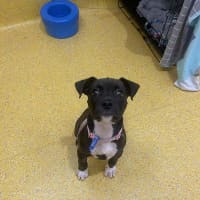 Photo of Nova