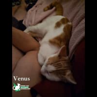 Photo of Venus