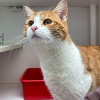 Photo of Marmalade