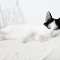 Photo of Juno