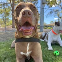 Photo of Jax   6 Year Old Mastiff X Labrador