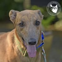 Photo of Max (Woodland Maxi)