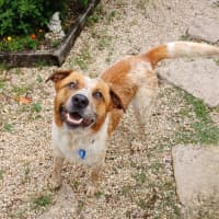 Photo of Russell *$150 Adoption Fee*