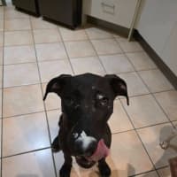 Photo of Dobby