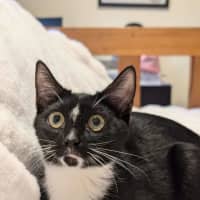 Photo of Felix