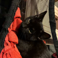 Photo of Ash