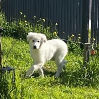Photo of Marley