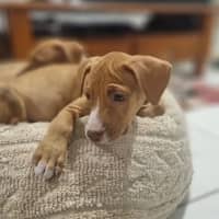 Photo of Kura  9 Week Old Staffy (Trial)