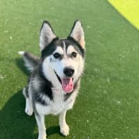 Photo of Zara Imp 1452