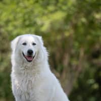 Photo of Luna