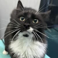 Photo of Cosmo 