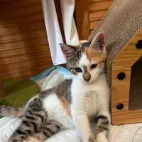 Photo of Gizmo