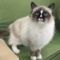 Photo of Oreo 