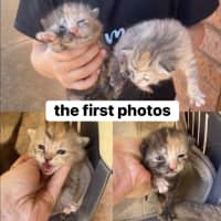 Photo of Willow & Dream 