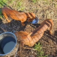 Photo of Evie And Ella