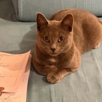 Photo of Smokey