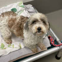 Photo of Flopsy And Mopsy 