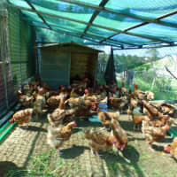 Photo of Chickens